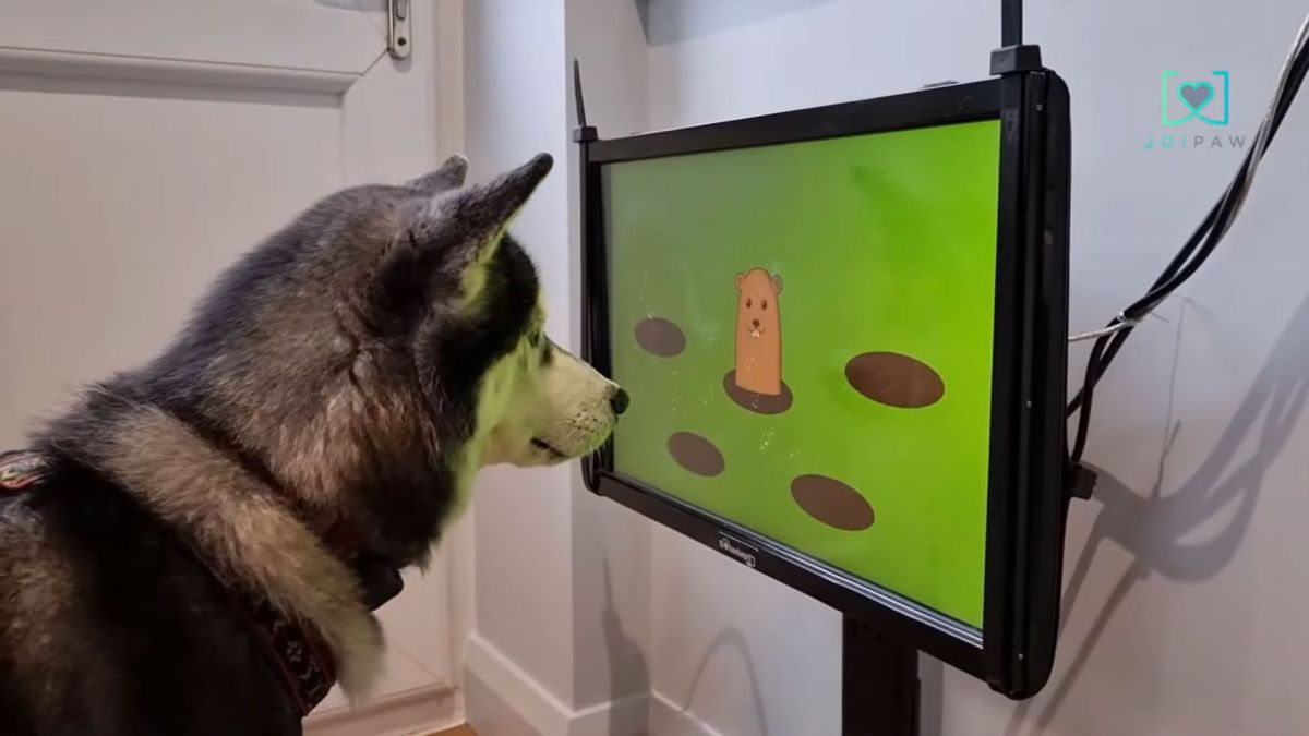 Games console for dogs aims to reduce the risk of canine dementia – PetsRadar