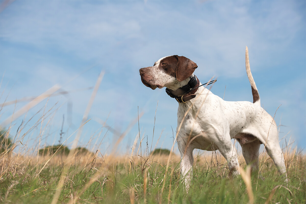 How to Train Your Dog Like a Pro – Gun Dog – Gun Dog Magazine