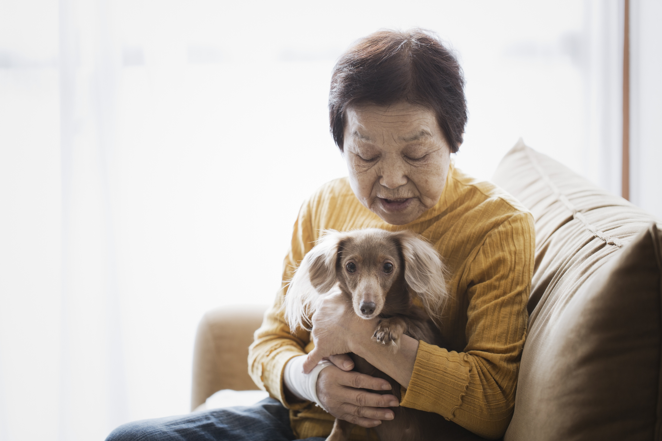 How to Curb Fake Emotional Support Animals? – | Florida Realtors