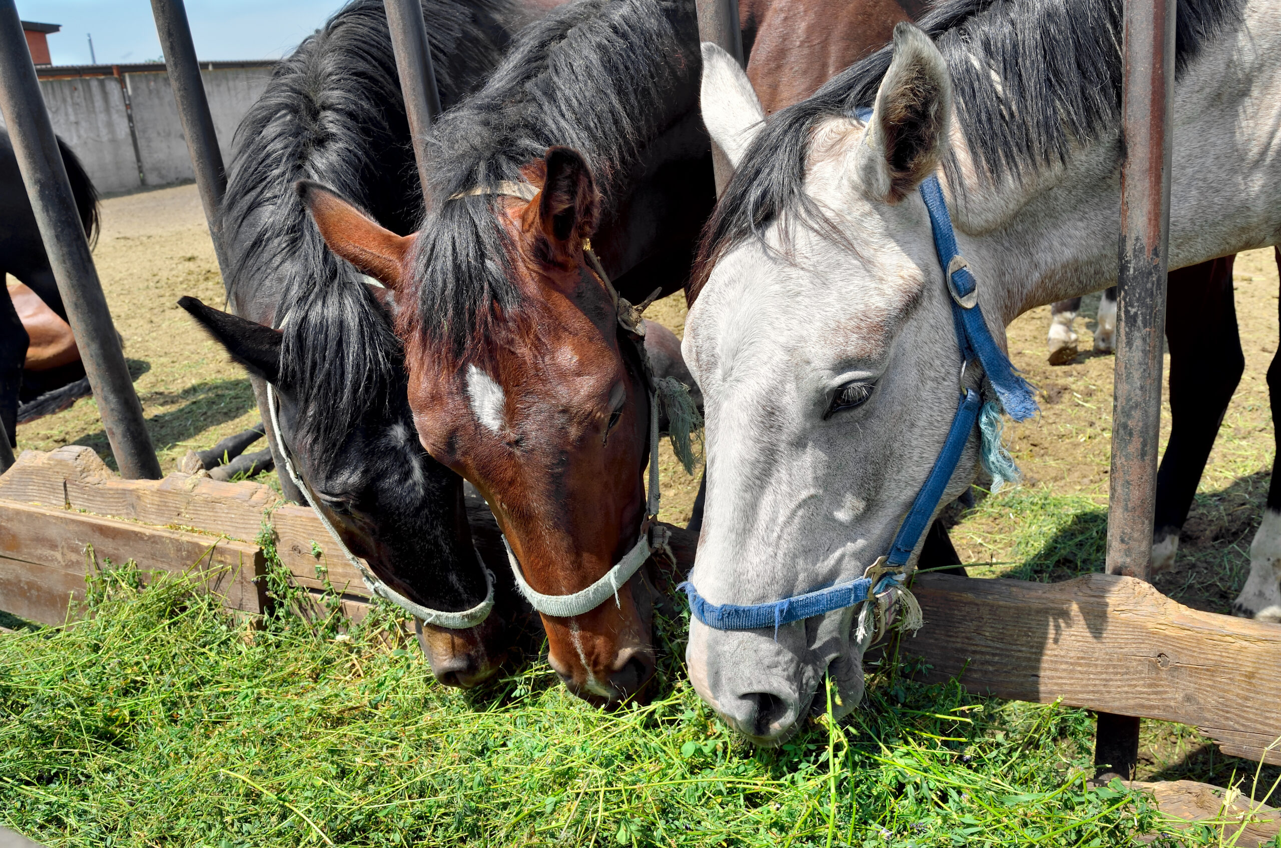 Cornell Presents “Why Forage First?” – Equi Management