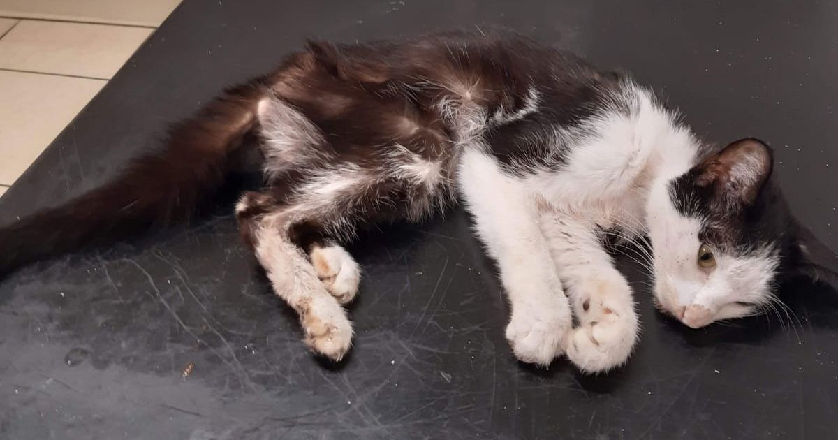 Lifetime pet ban for Irish cat owner in 'worst' animal neglect case judge has seen – Irish Mirror