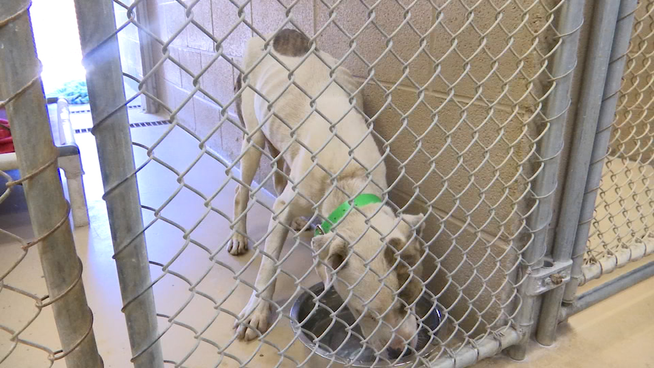 ‘On the verge of death’: Dogs rescued from Blount County home – WATE 6 On Your Side