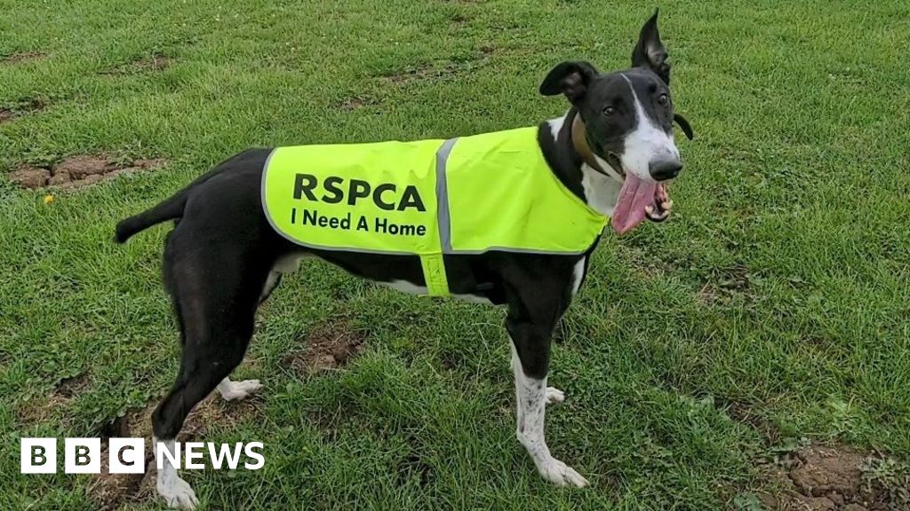 RSPCA reports 25% increase in pets being abandoned – BBC