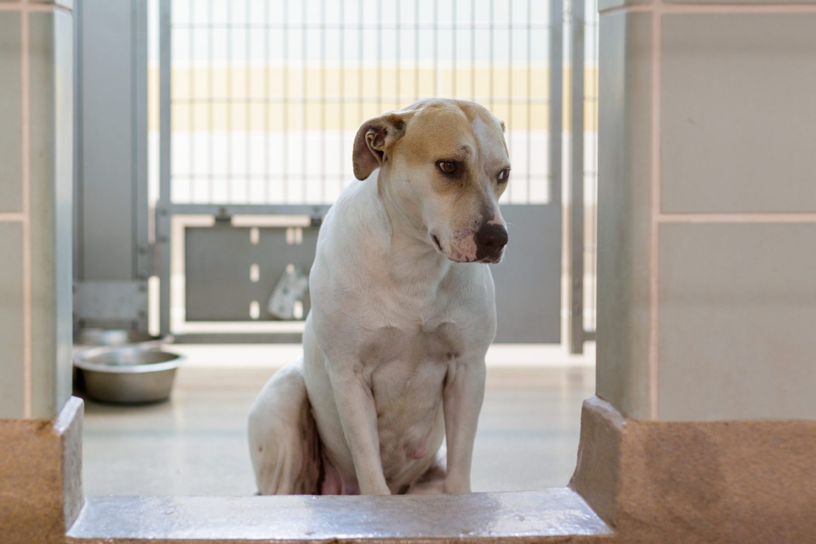 Georgia Man Arrested for Animal Cruelty After Authorities Found 106 Dogs Bred for Fighting – One Green Planet