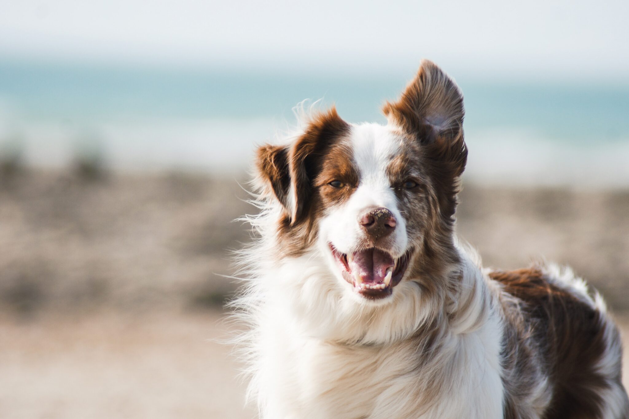 The Ultimate Dog Health Checklist (2022) – Deadline News