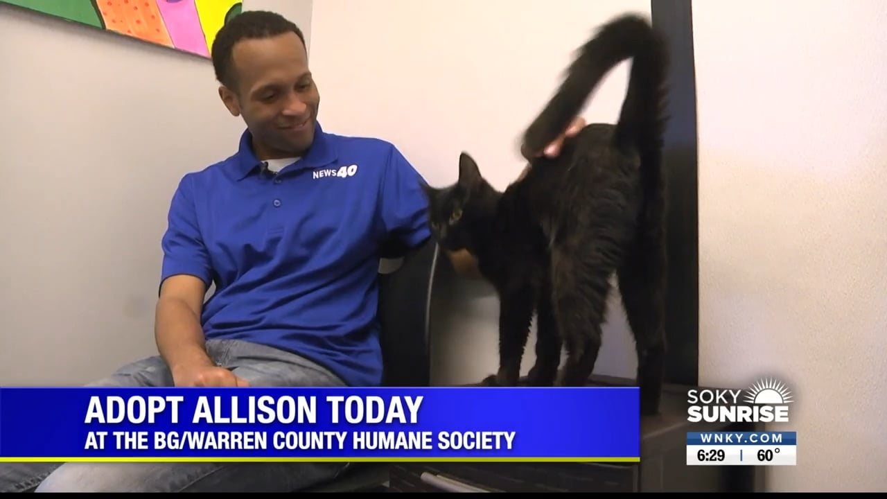 PET OF THE DAY – Allison – wnky.com