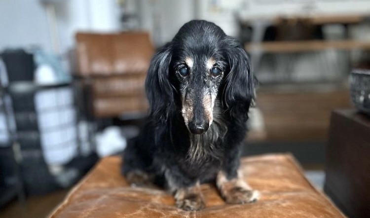 Pupper West Side: Nash Is A Senior Rescue With a Passion for Food, Racing, and Volunteerism – westsiderag.com