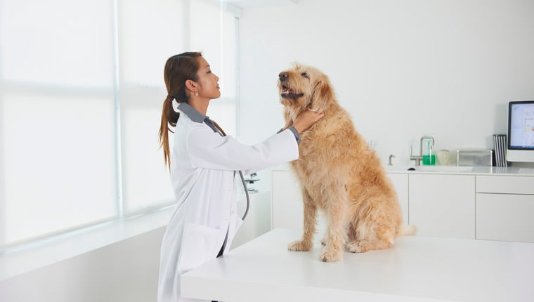 The US Doesn’t Have Enough Veterinarians To Meet Increasing Needs – DogTime