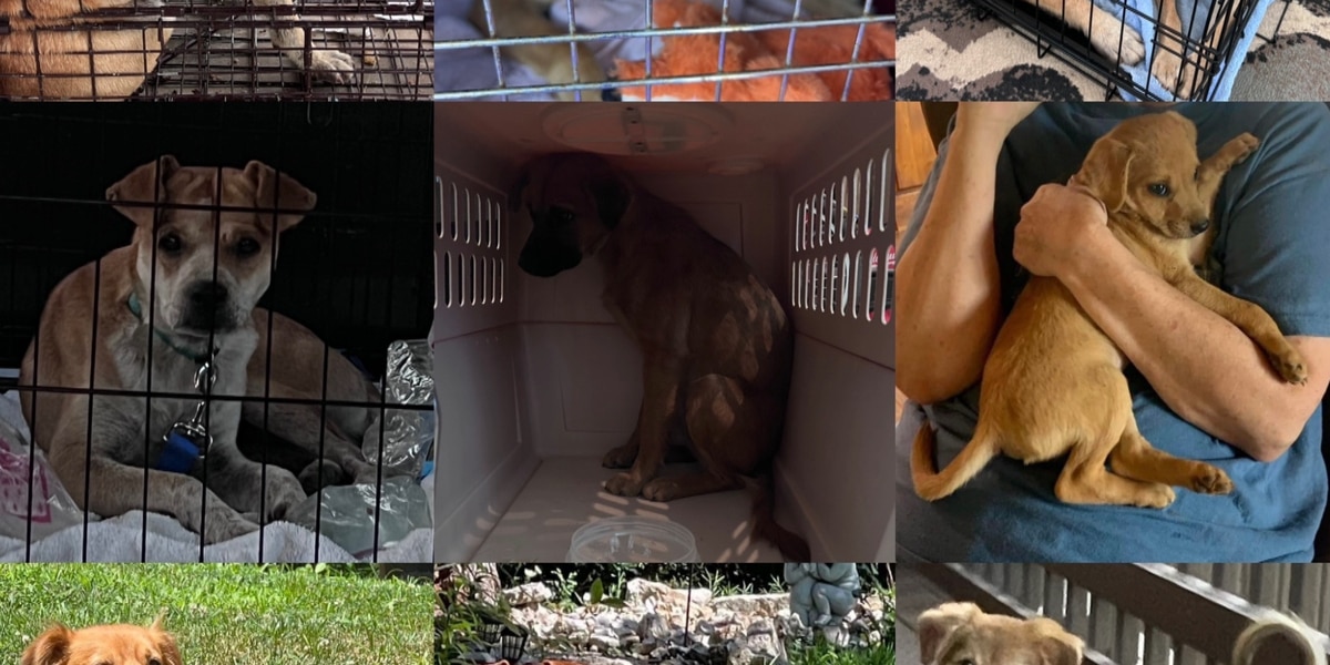 Stone County, Mo. residents concerned about increase in stray and abandoned dogs, pushing for animal control – KY3