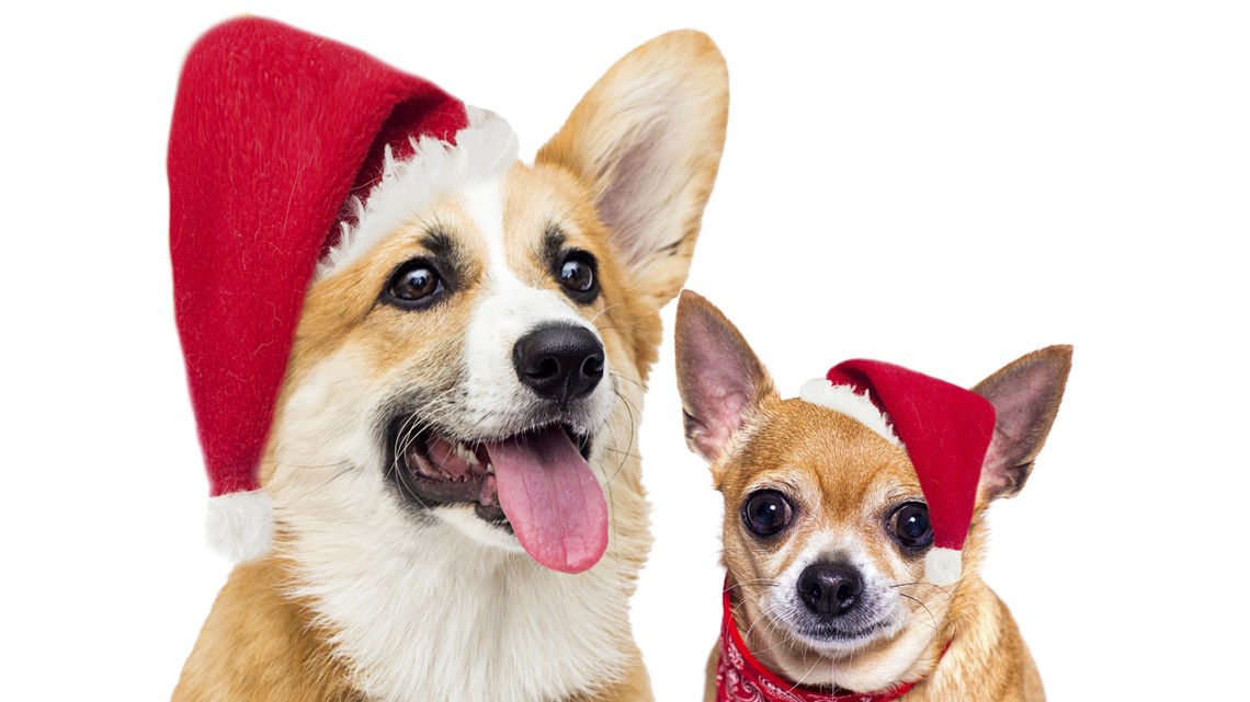 Maintaining your pet's stress during the holidays – KIIITV.com