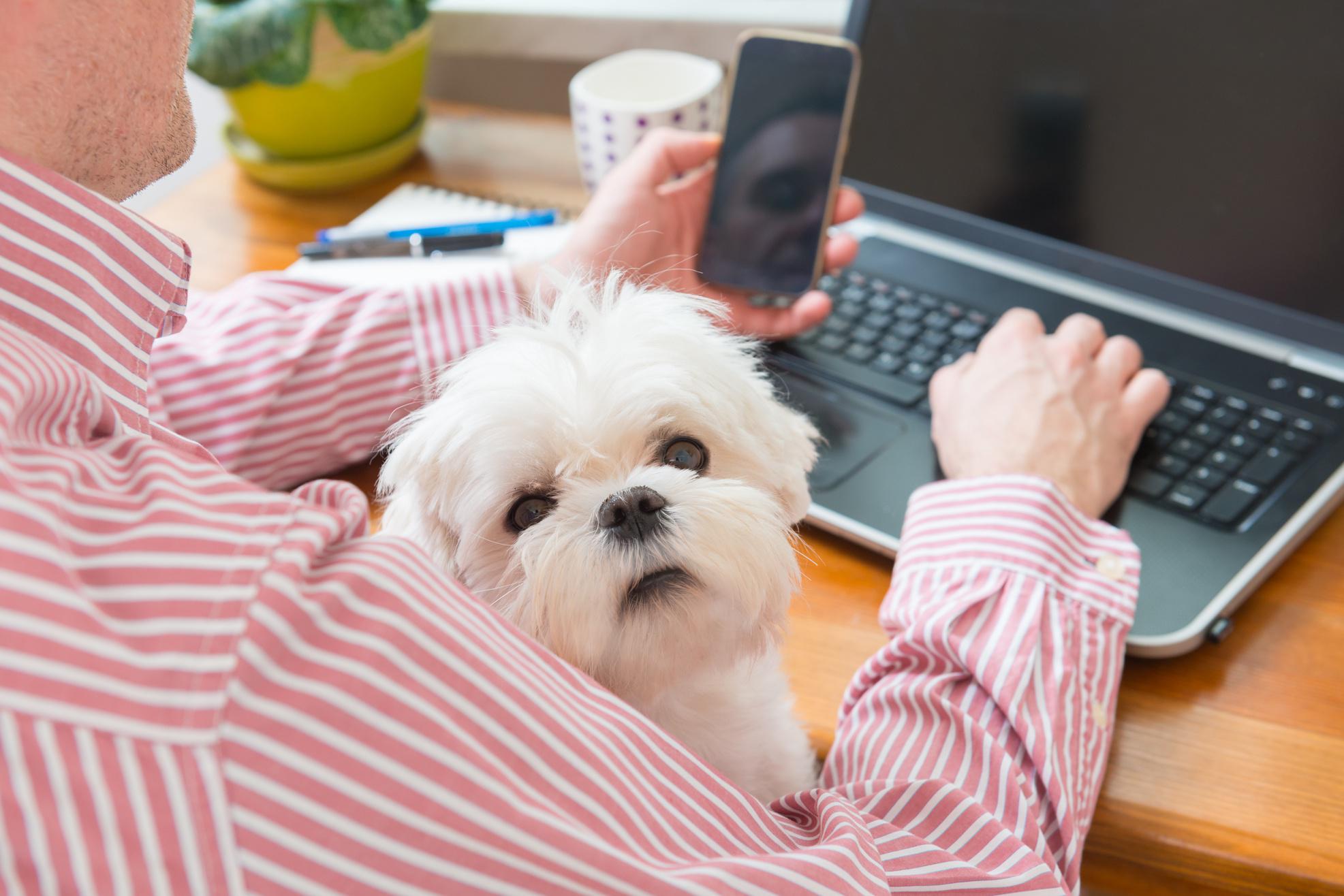 7 Ways Your Dog (Surprise!) Can Help You Achieve Success At Work – Forbes