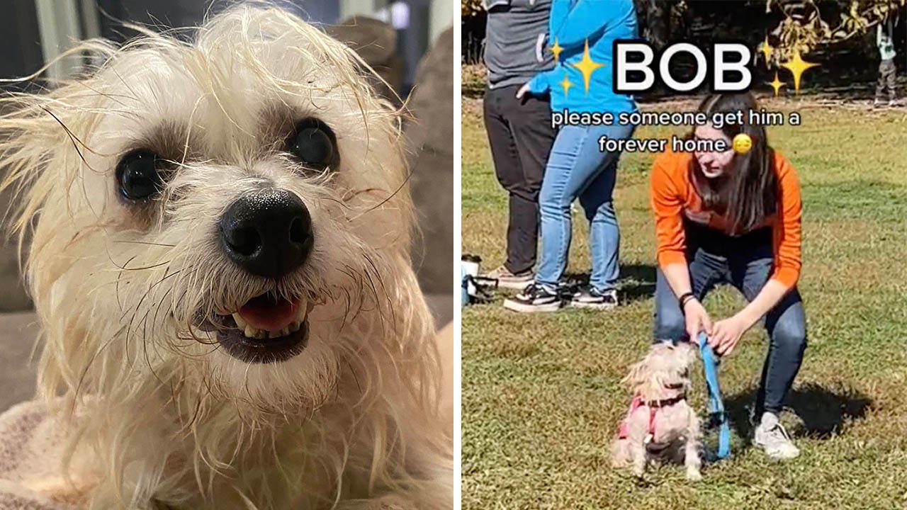 Dog goes viral after TikTok video shows it's overlooked at NY adoption event – Fox News