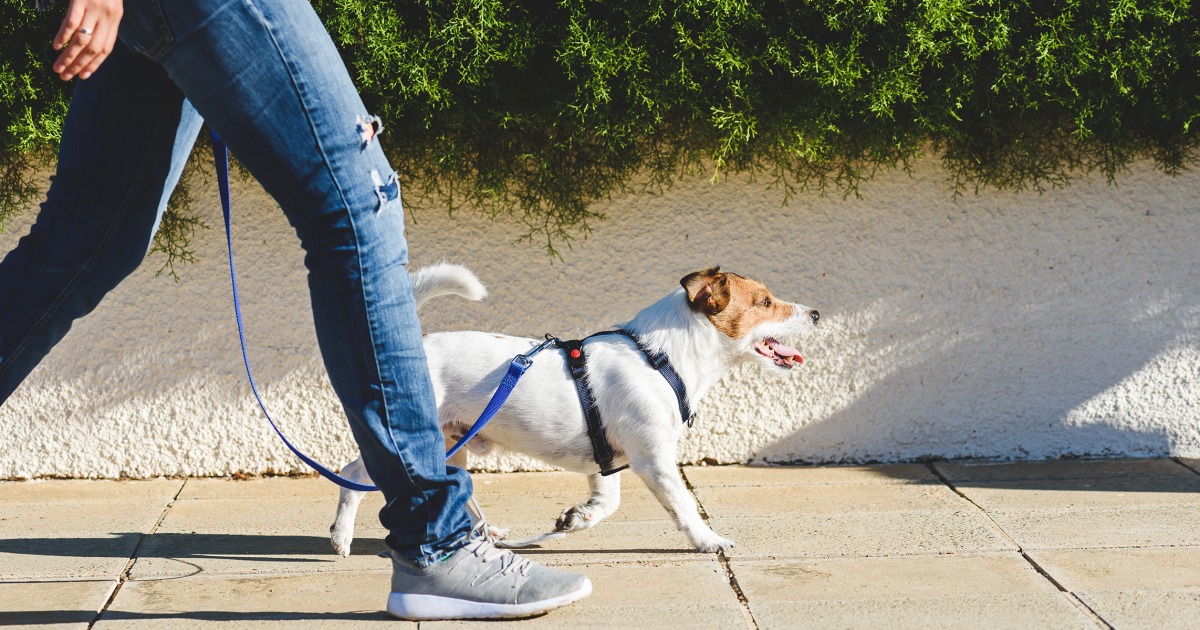 Dog Dementia Symptoms: Walking Reduces Risk In Pets and People – TODAY