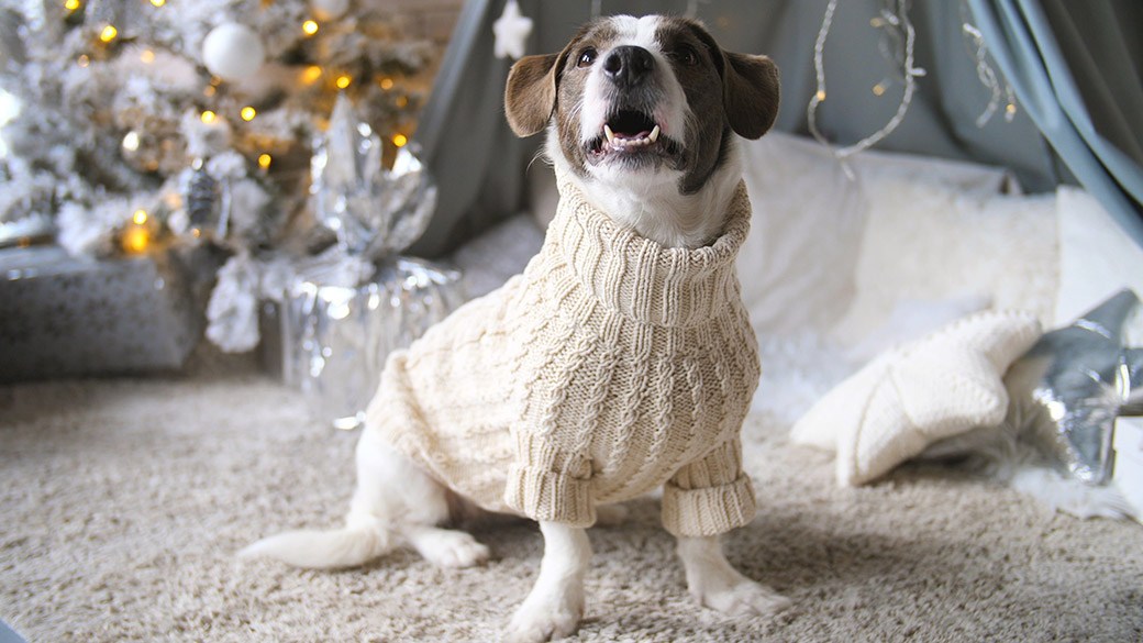 Best dog Christmas sweaters – KXAN.com