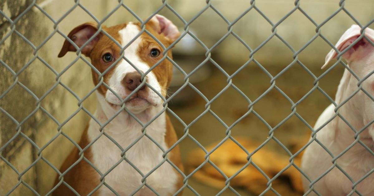 Animal shelters overwhelmed as more and more people surrender their pets – CBS News