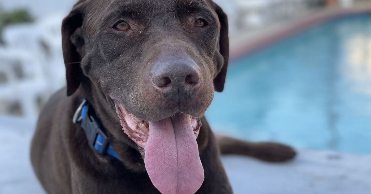 Goodbye to Canelo the dog, my family's chocolate Labrador – Los Angeles Times