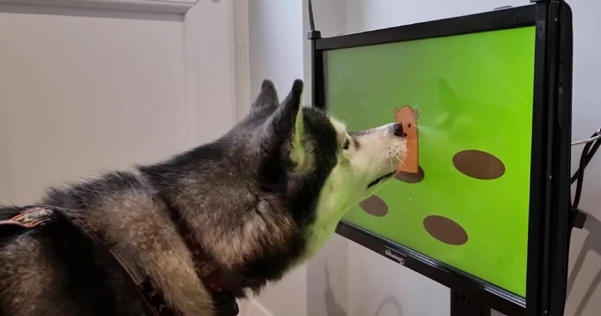 video games for dogs exist, and joipaw believes they can help them fight dementia – Designboom