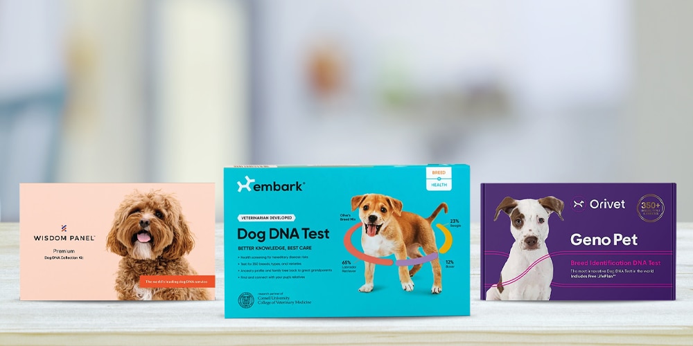 3 Best Dog DNA Tests of 2022 – Home-Tests on Health, Breed, Heritage & More – The Dallas Morning News