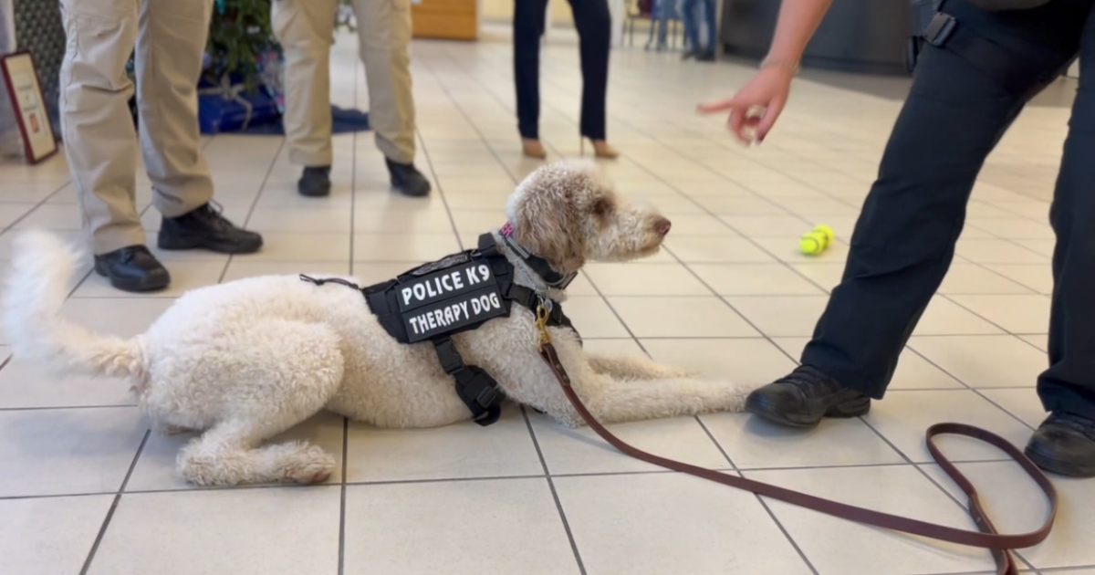 Meet Tampa Police Department's newest therapy dog – ABC Action News Tampa Bay