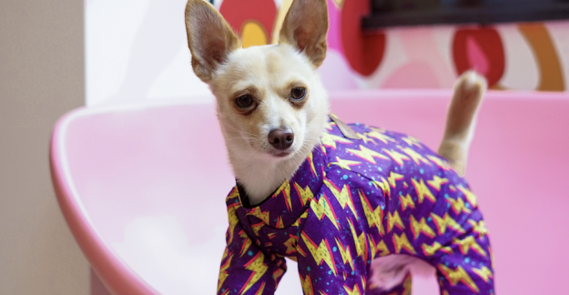 Dogs 'N Denim: a Fashion Show – University of Arizona News