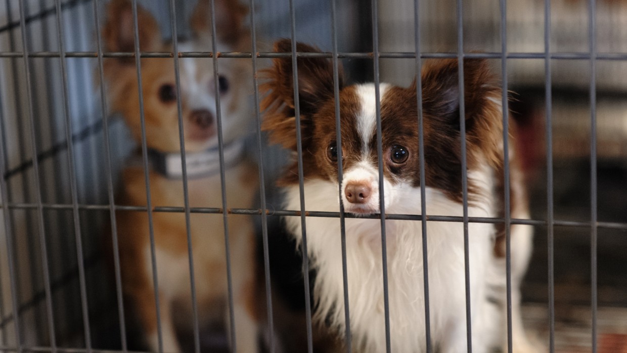 Stopping Puppy Mills | The Humane Society of the United States – HSUS News