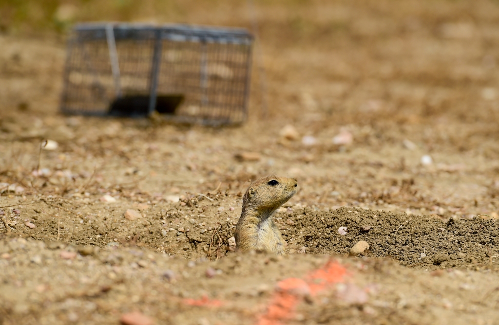 Prairie dogs’ presence on Boulder land notches new high in acreage – Boulder Daily Camera