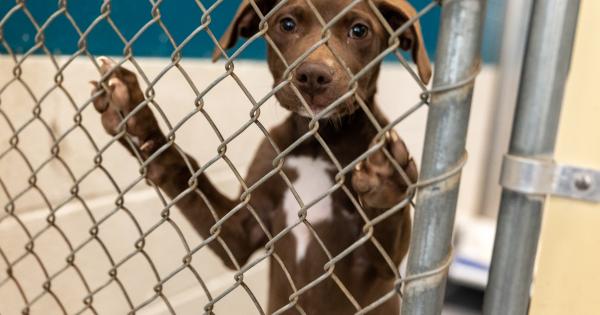 Influx of Animals Endangers Animal Center's Six-Year Record of … – Wake County Government