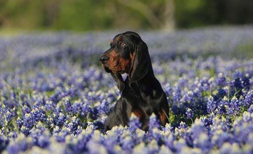 AKC Breeder Spotlight: Traci Mitchell of Carlin Black & Tan … – American Kennel Club