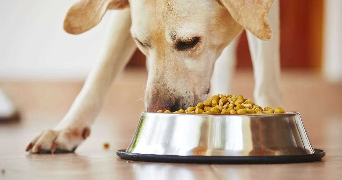 FDA names 16 brands of dog food linked to canine heart disease – NBC News