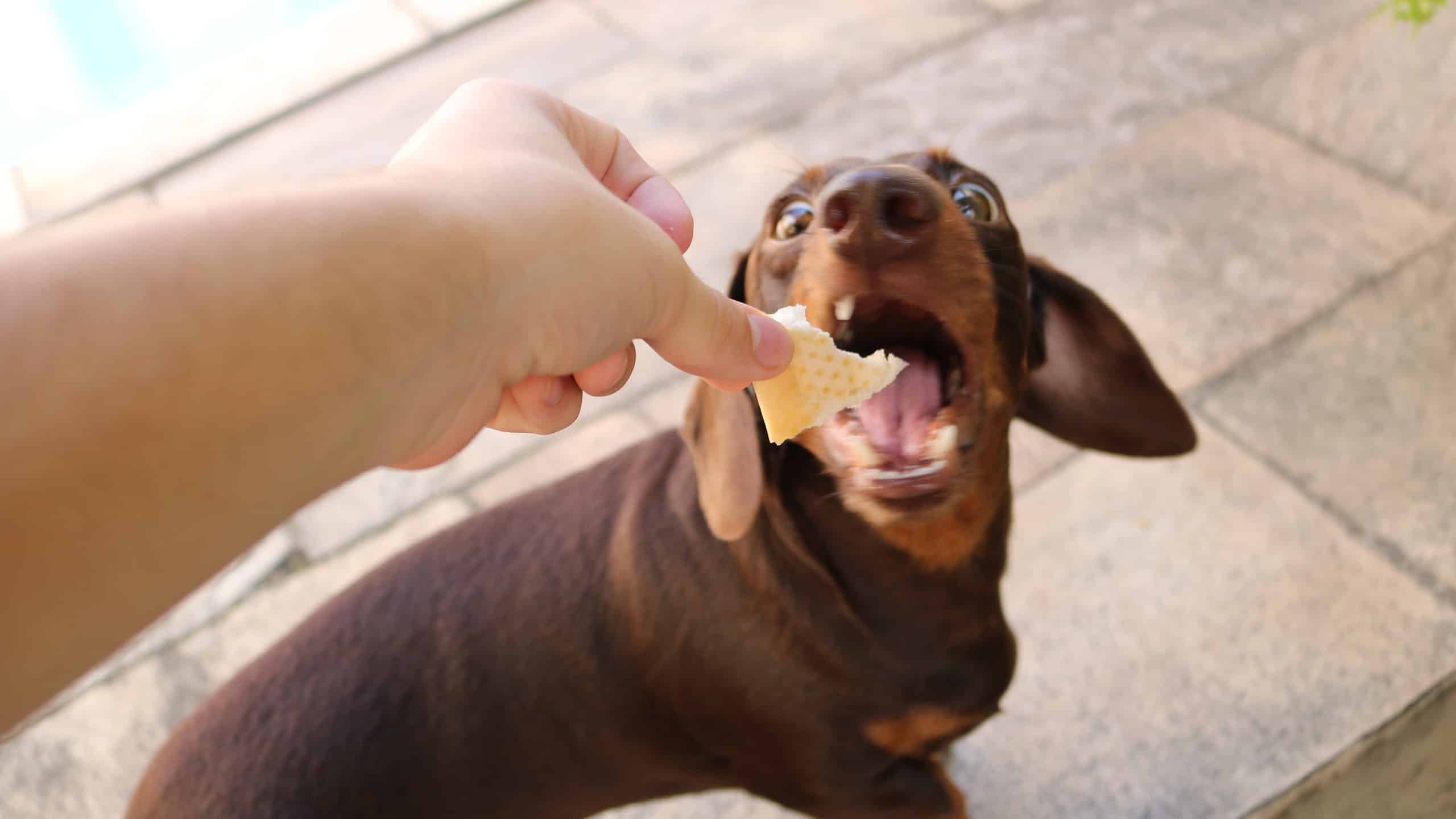 Can Dogs Eat Garlic Bread? – AZ Animals