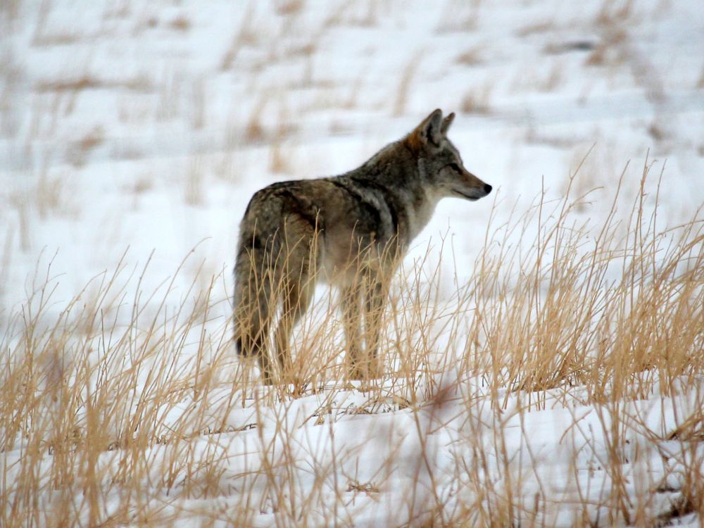 Coyote attack just west of Owen Sound leaves pet dead – Owen Sound Sun Times