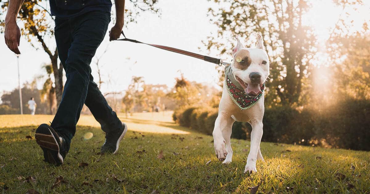 GI Issues Drop 90 Percent, Dandruff 77 Percent in Vegan Dogs … – VegNews