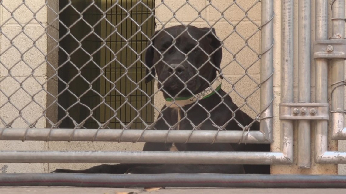 Maricopa County seeking new director for animal shelters – 12news.com KPNX