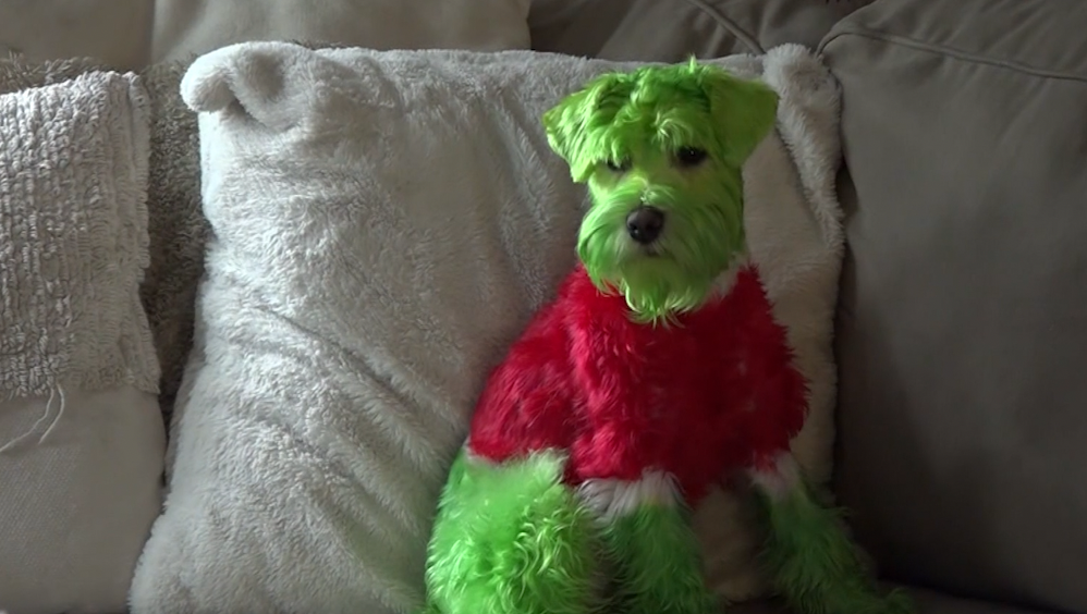 Watch: Dog turns into a grinch for Christmas – WBAL TV Baltimore