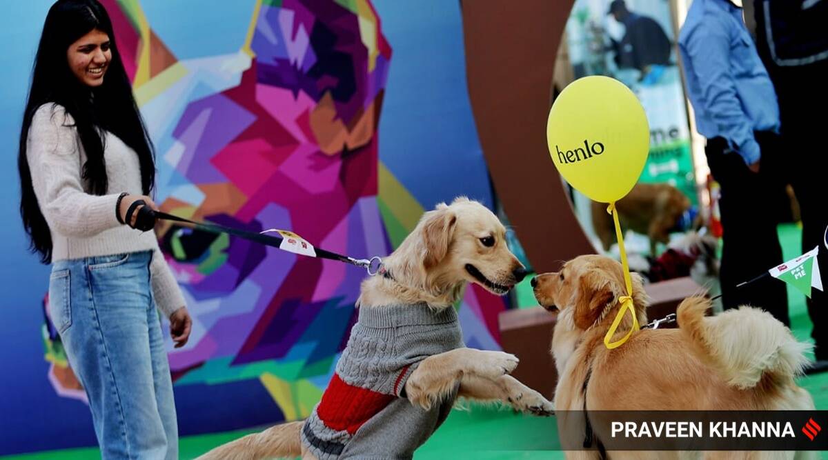 Four-legged divas dazzle the red carpet at Delhi's pet fest; see pics – The Indian Express