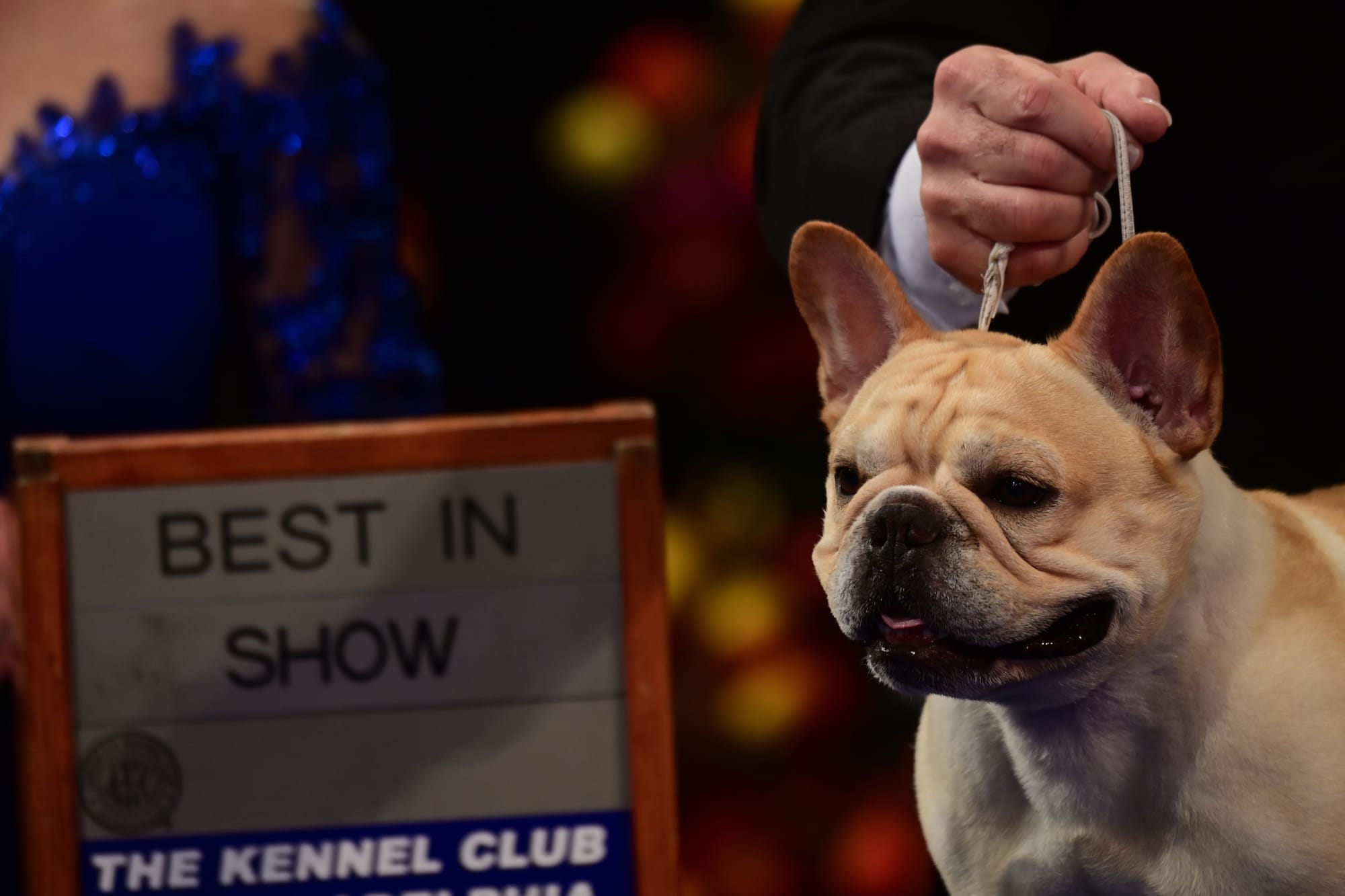 PETA issues a statement over a French Bulldog winning Best in Show at the National Dog Show – Dog of the Day