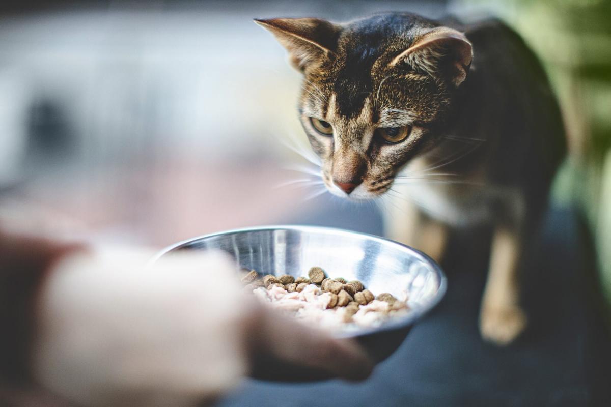 Cat Food Sold in Texas Recalled Because of Potential Salmonella Risk – Yahoo Life