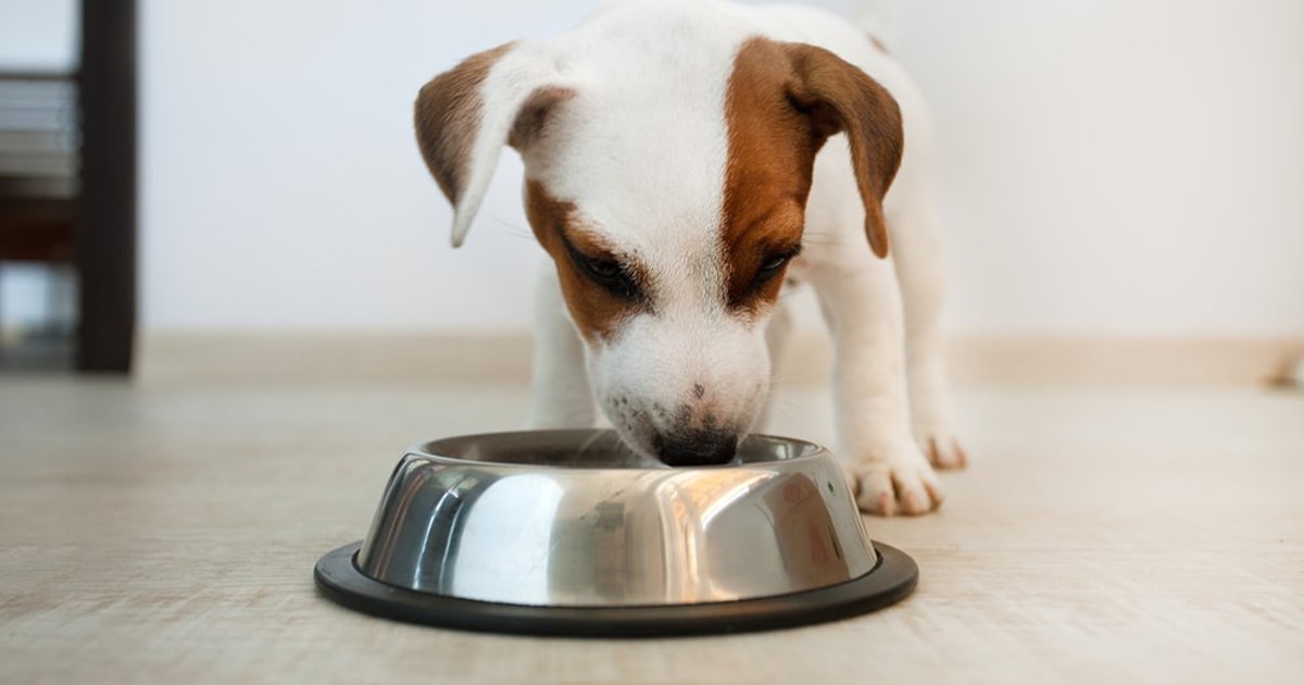 Dog heart disease linked to grain-free food, FDA says – NBC News