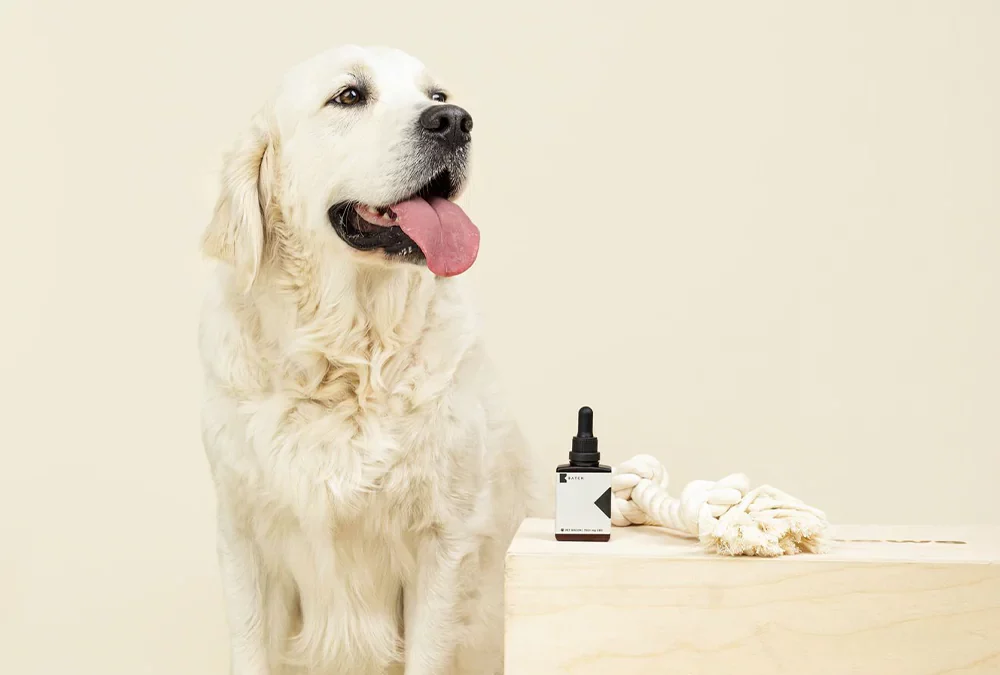 15 Best CBD Oils for Dogs in 2023 – LA Weekly