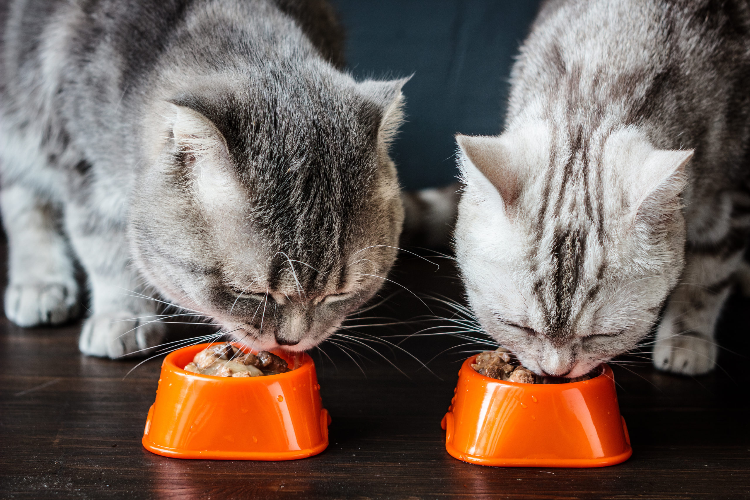 Best Wet Cat Foods For 2023: Top 5 Feline Feasts Most … – Study Finds