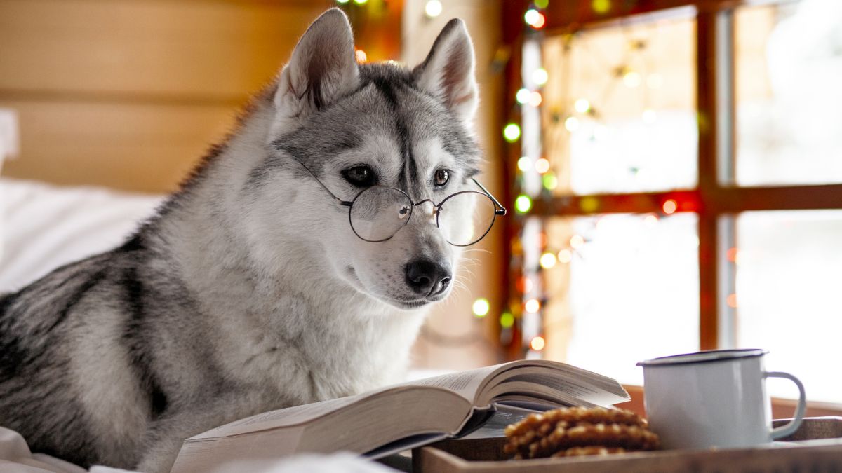 2022s best dog stories: pawfect reading for the holidays – Cosmos