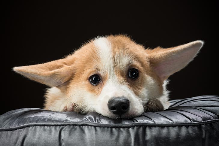 Do Dogs Cry? Study Indicates Dog Tears Facilitate Canine-Human … – American Kennel Club