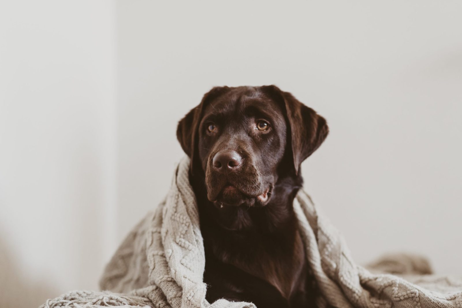 Sweet Dog Goes Viral For Helping Her Humans with Newborn Babies – One Green Planet