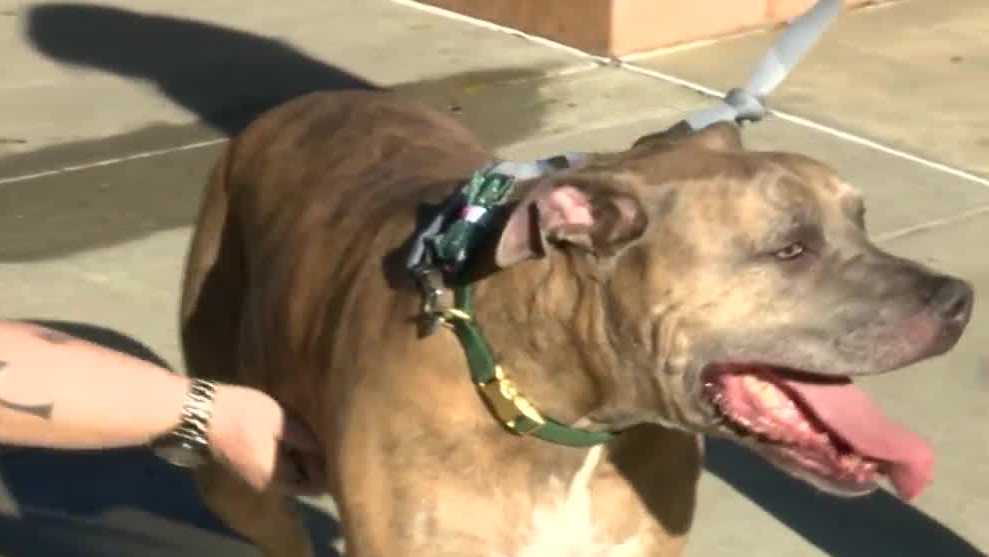 UC Davis Health clinical trials help treat mastiff with bone cancer, giving hope in finding a cure – KCRA Sacramento