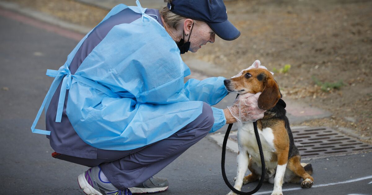 Rescued beagle adoptions delayed due to dogs' unexpected … – The San Diego Union-Tribune