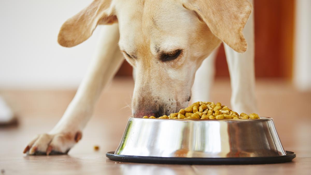 Mankind Pharma enters pet-care segment with PetStar Dog Food – Business Today