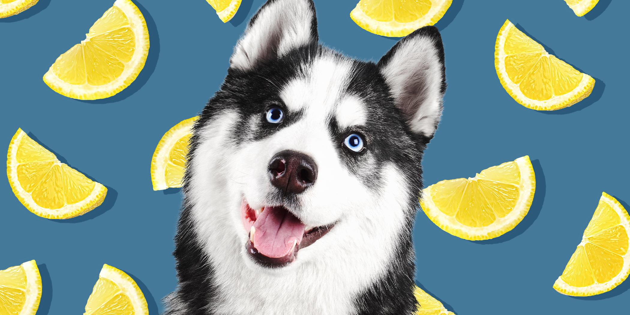 Can Dogs Eat Lemons? What to Do if Your Dog Gets Their Paws on This Sour Fruit – Daily Paws