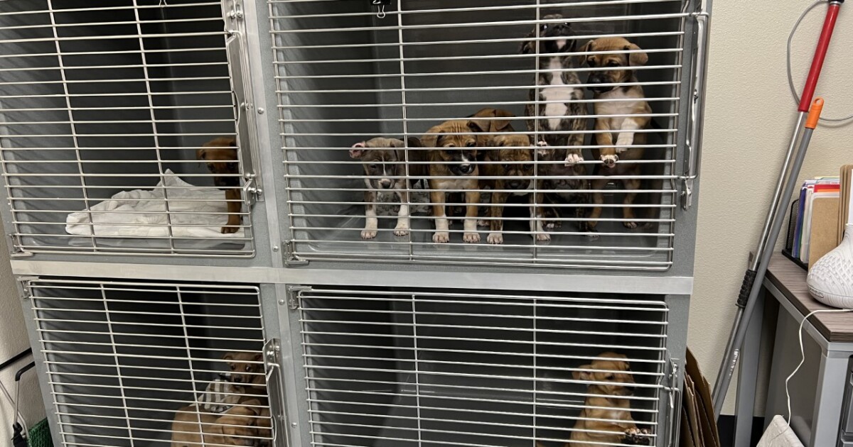 Animals in Clark County being abandoned at record rates – KTNV 13 Action News Las Vegas