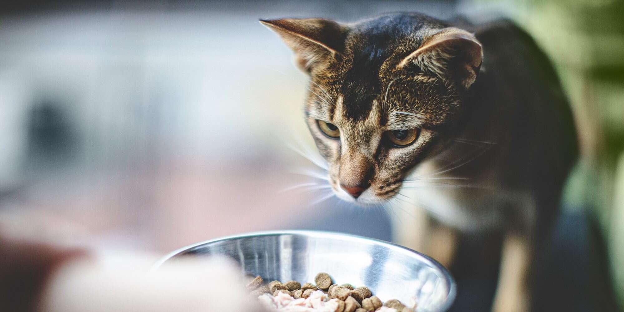 Cat Food Sold in Texas Recalled Because of Potential Salmonella Risk – Daily Paws