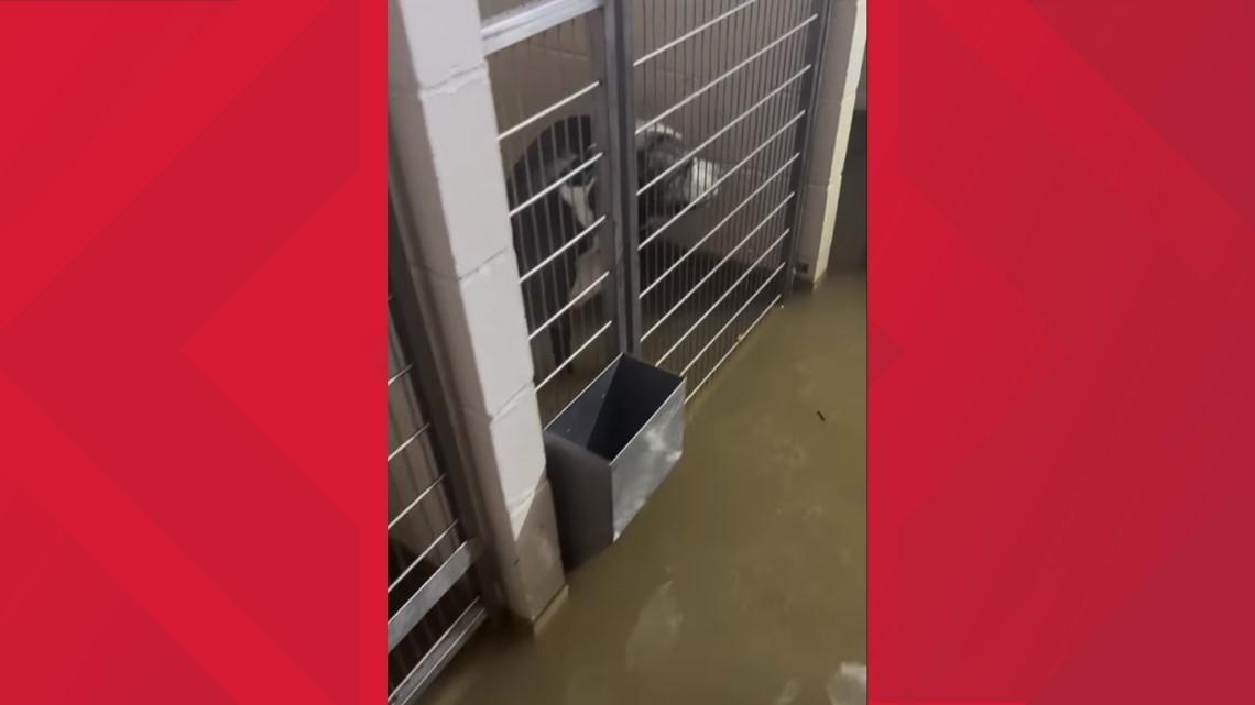 Gateway Pet Guardians requesting fosters for pets amid flooding – KSDK.com